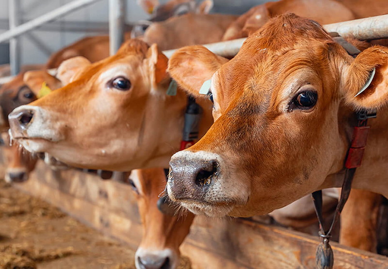 Precision Feeding Station