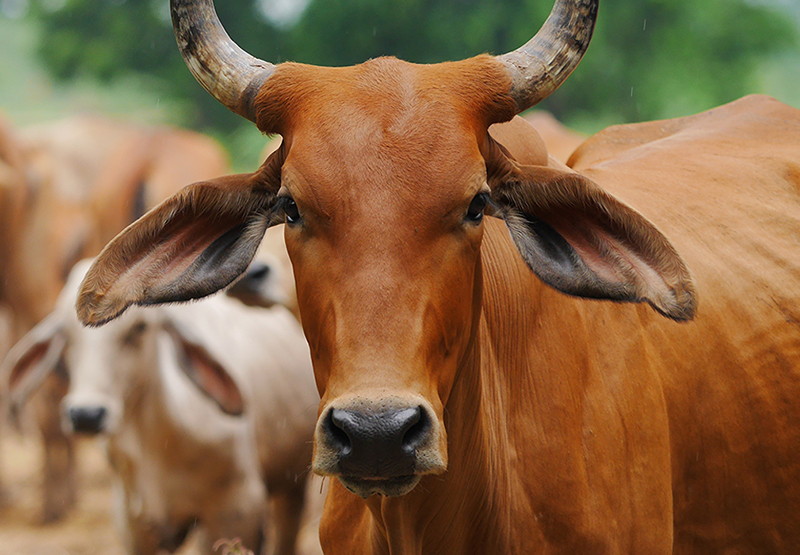 Concentrate Supplement