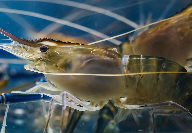 Pelleted Shrimp Feed